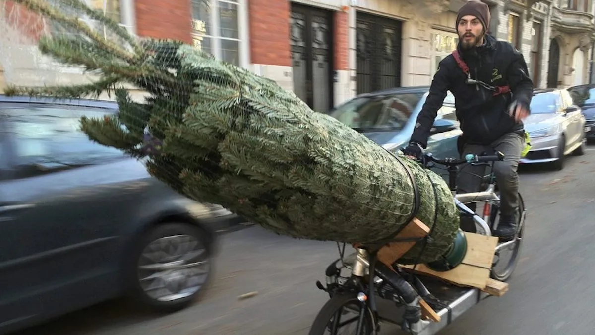 kerstboom-kopen - Info Vandaag