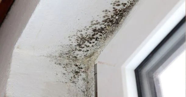 Spray deze olie in huis en je hebt nooit meer last van schimmel!