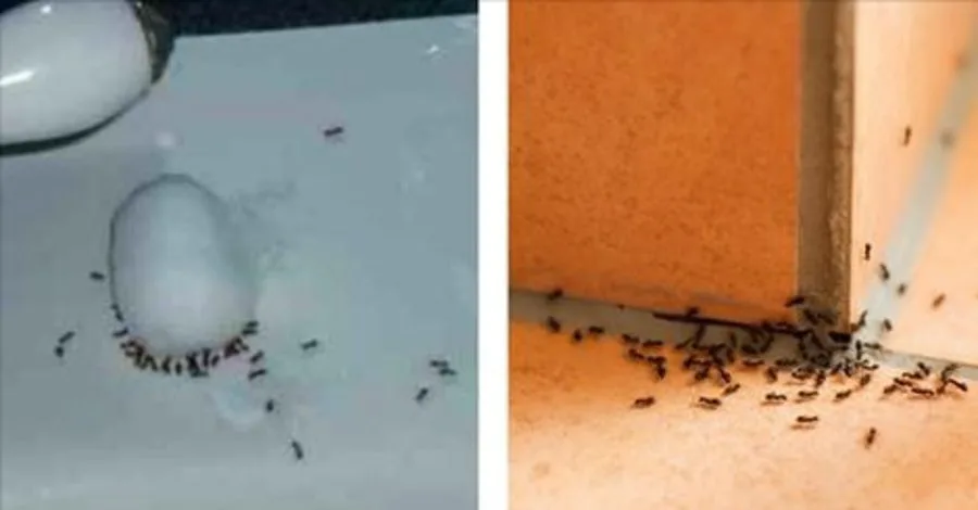 Ook zo’n last van mieren? Bespaar €€’s aan middelen en gebruik deze goedkope truc!