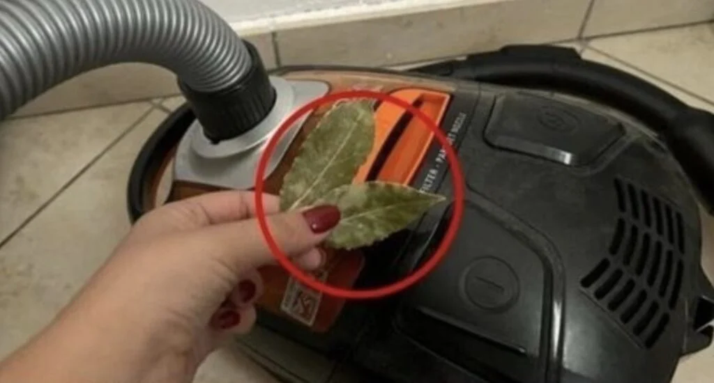 Leg een laurierblad in het bovenkapje van je stofzuiger en kijk dan wat er gebeurt