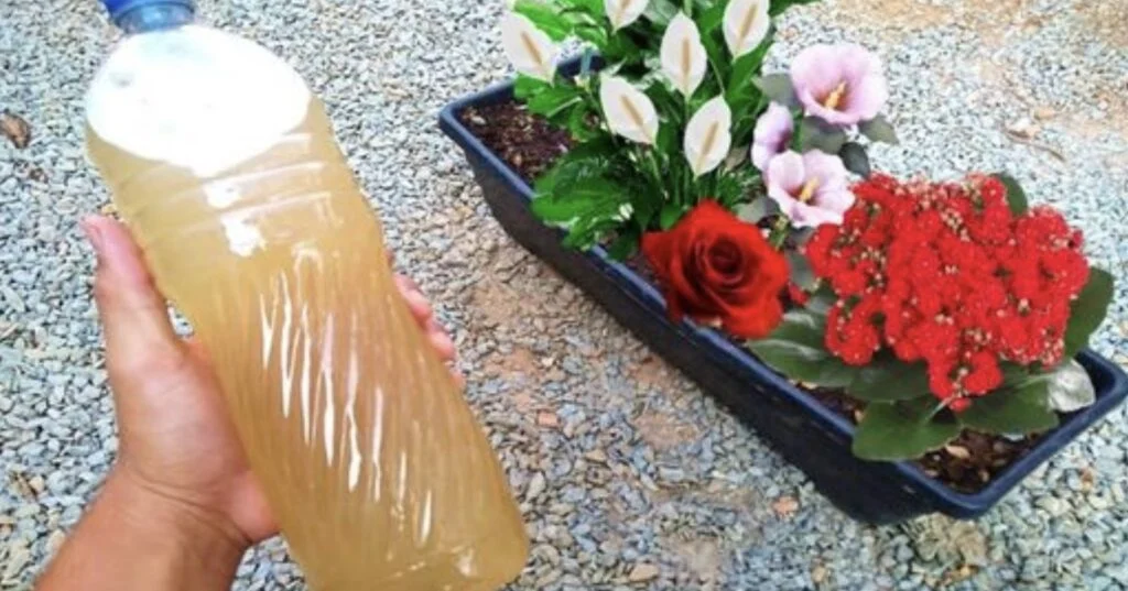 Giet een beetje van deze vloeistof bij je planten en bloemen en ze worden mooier dan ooit