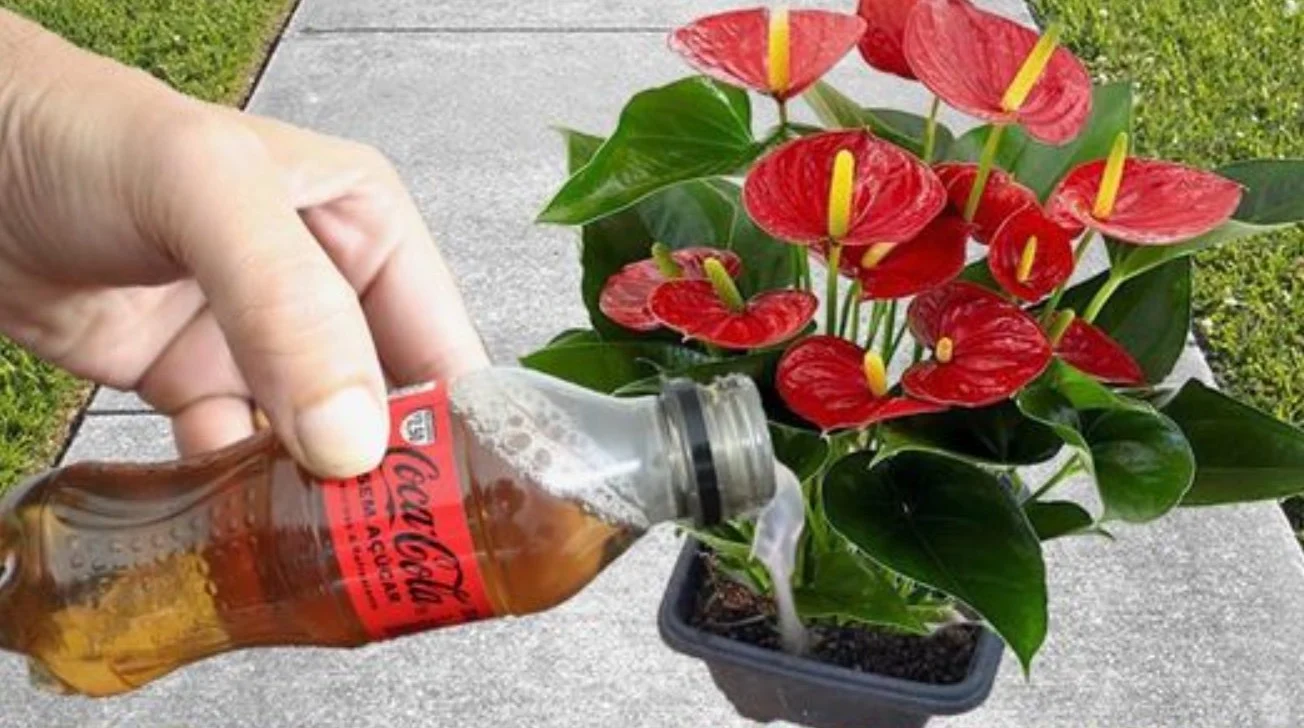 Slechts één glas per maand van dit goedje en uw bloemen bloeien het hele jaar door