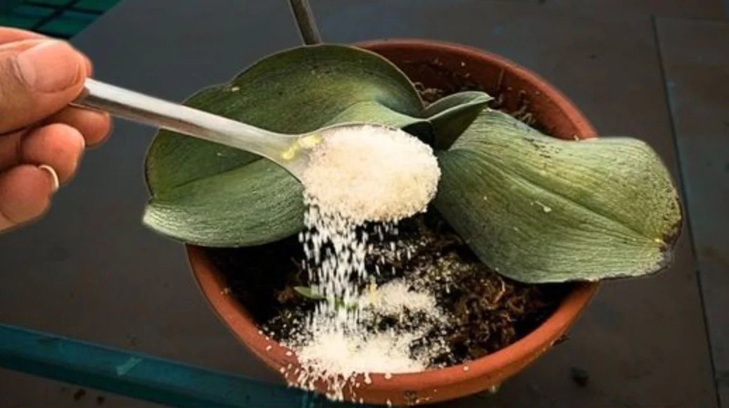 Strooi een lepel suiker bij je bloemen en planten en kijk het resultaat na een week (werkt echt!)