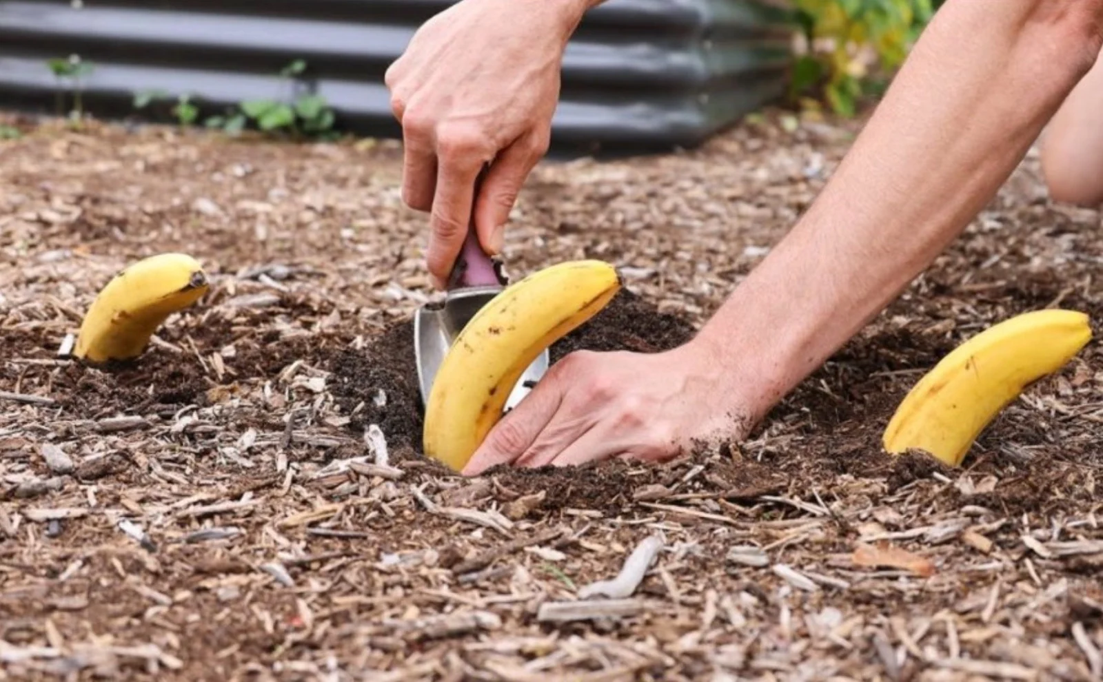 Begraaf eens een banaan in de grond en kijk wat er na 7 dagen gebeurt (werkt echt!)