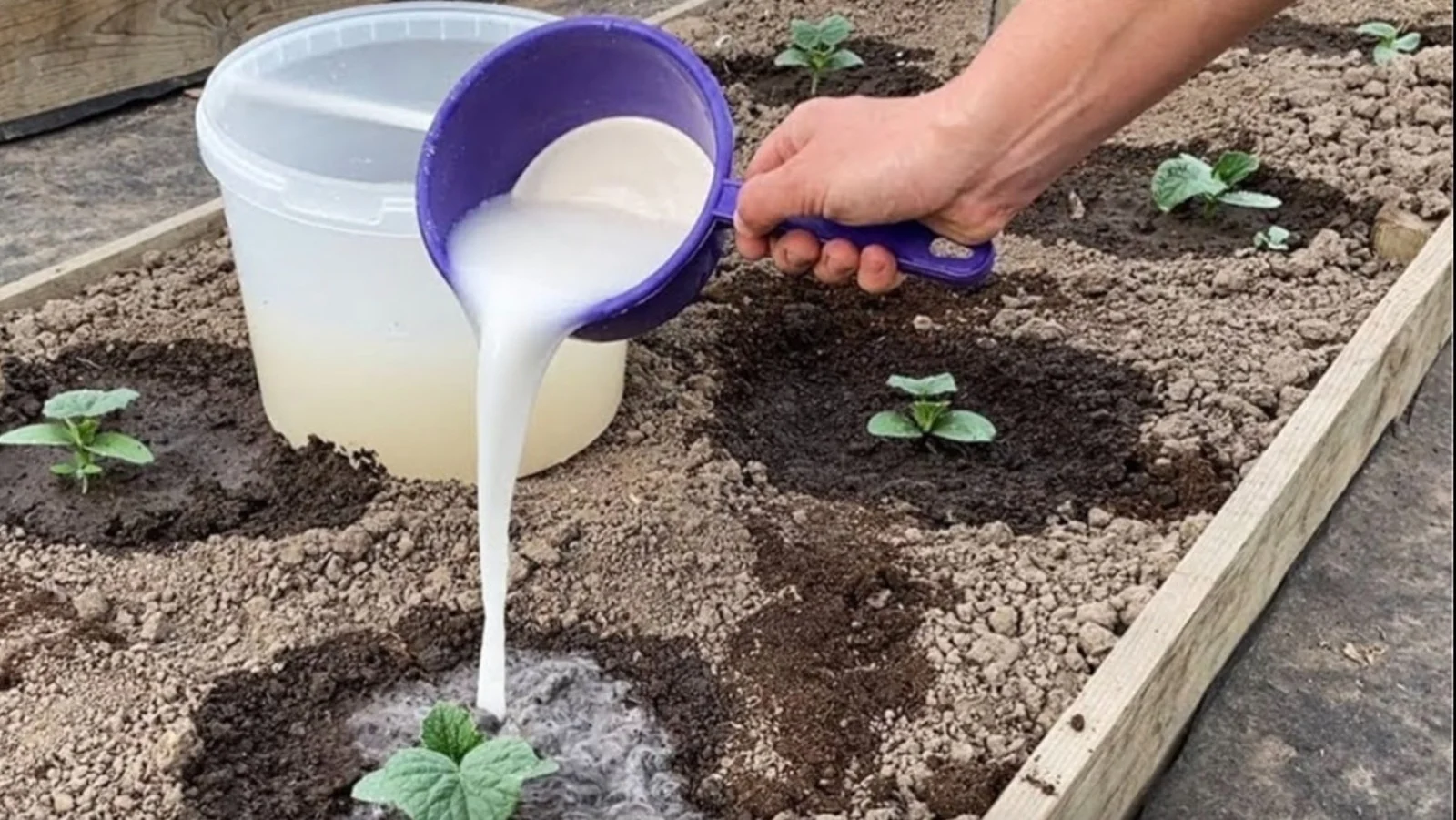 Gebruik dit goedje om oneindig veel komkommers te kweken in je eigen tuin