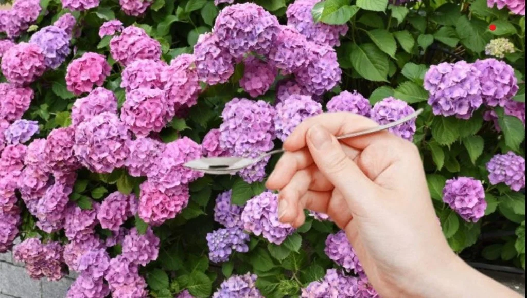 Met slechts één lepel van dit goedje worden je hortensia’s prachtig binnen 24 uur