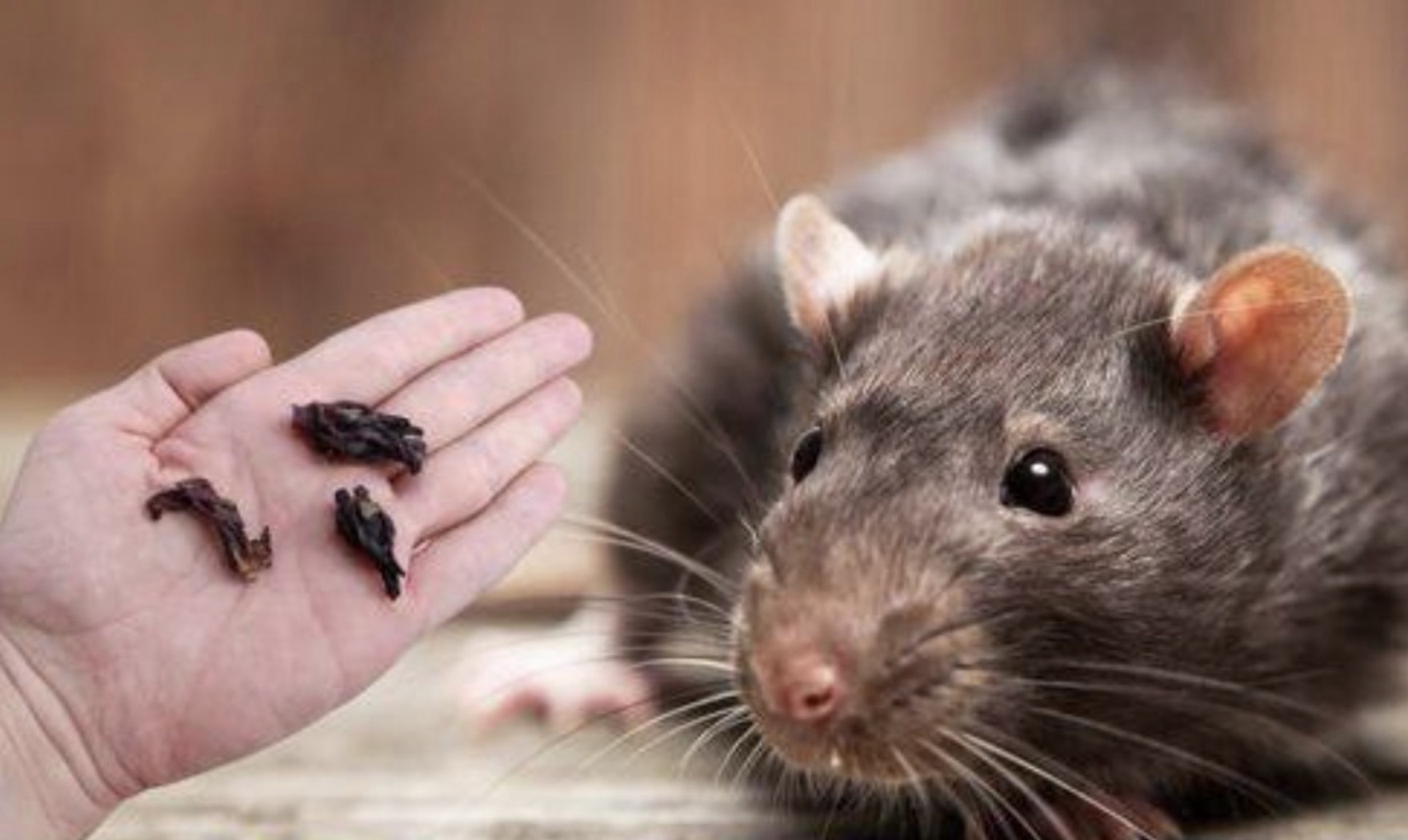 Specerijen om muizen en ratten voorgoed uit huis te weren