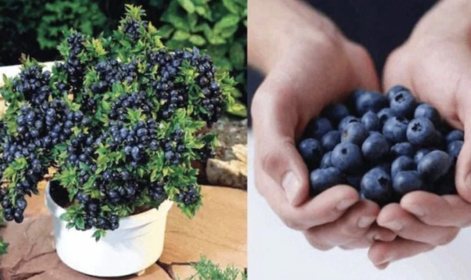 Dit is hoe je onbeperkt veel bosbessen in je eigen tuin kunt laten groeien