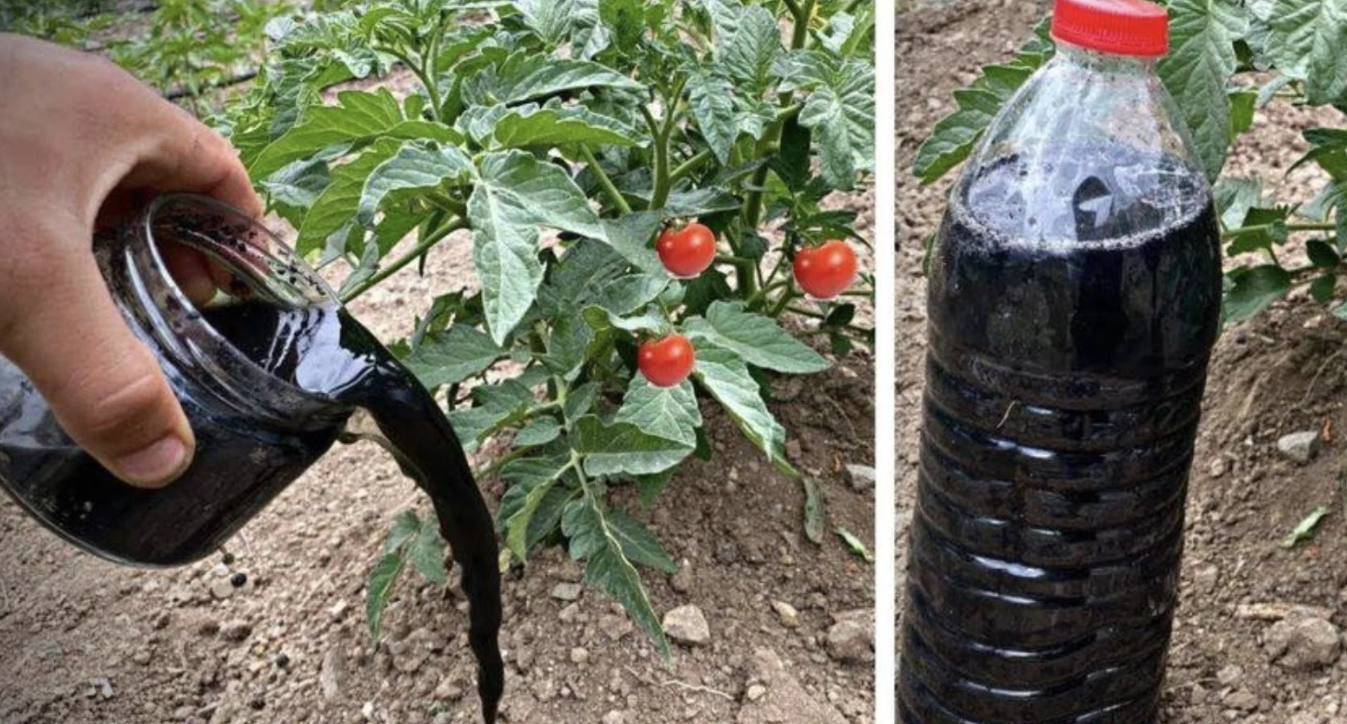 Gooi je koffiedik nooit weg! Ontdek 8 verrassende toepassingen voor in huis én tuin.