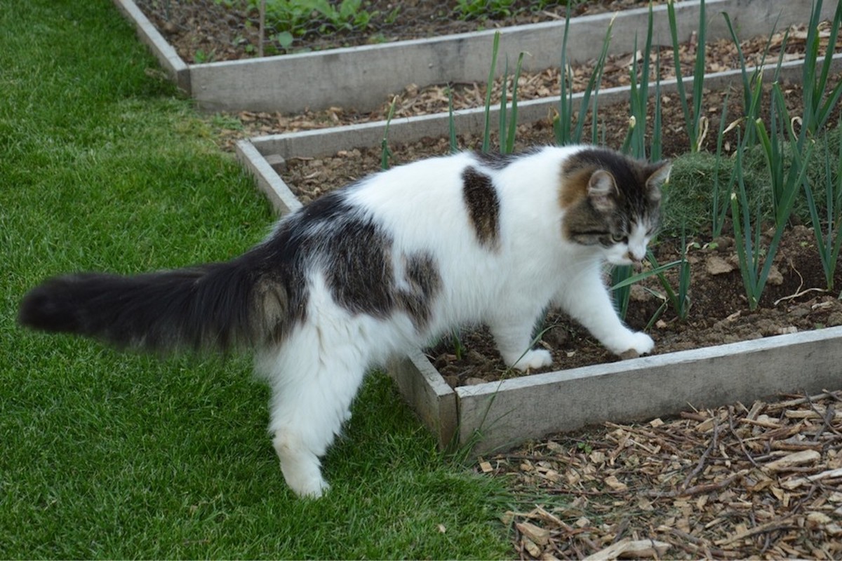 Zo voorkom je dat katten jouw hele tuin lopen onder te pissen!