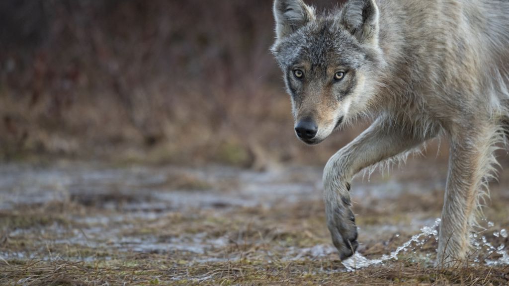 Kind mogelijk gewond geraakt na aanval wolf in Nederlands natuurgebied