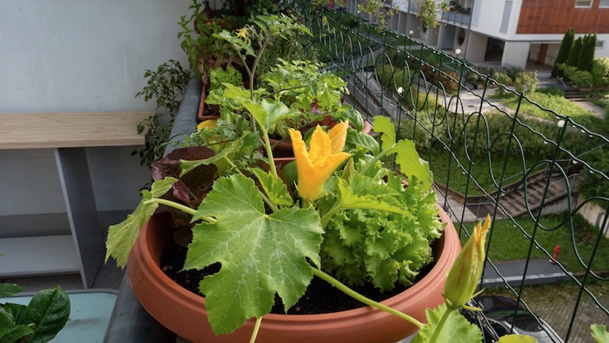 Zo kweek jij super simpel groente op het balkon!