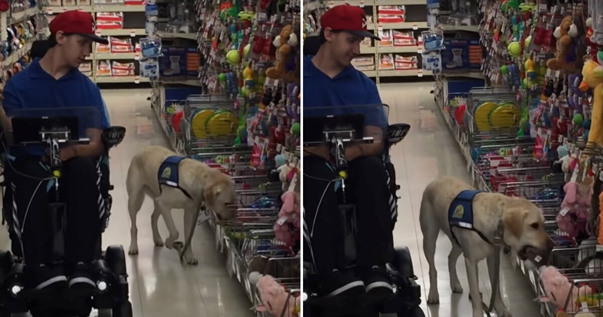Schattig: jarige hulphond mag z’n eigen cadeautje uitkiezen!