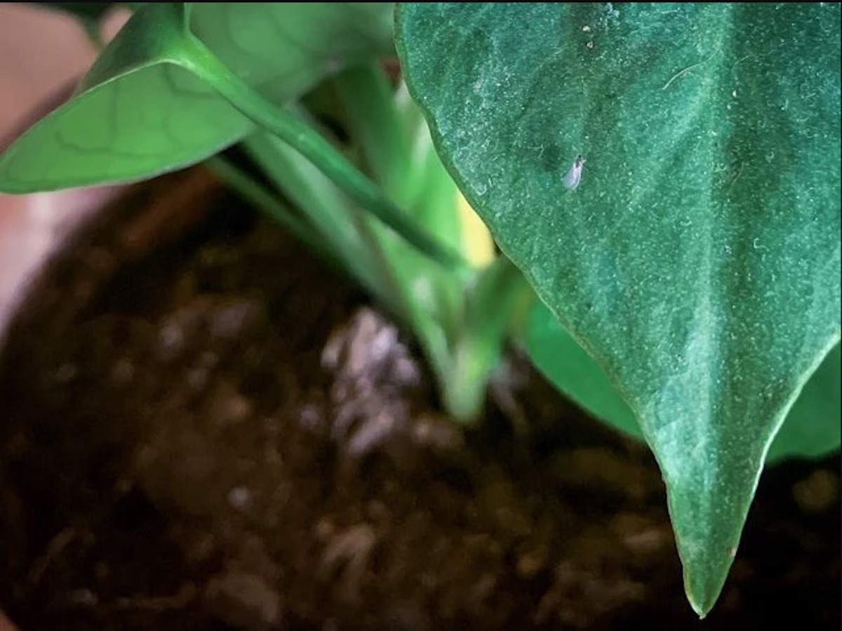 Komen er vliegjes uit jouw kamerplant? Dít helpt!
