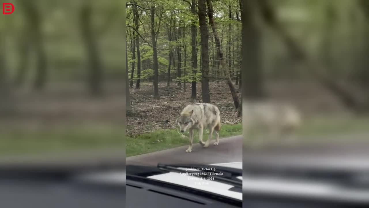 Let op: Hondje aangevallen en meegesleurd door wolven in populair recreatiegebied