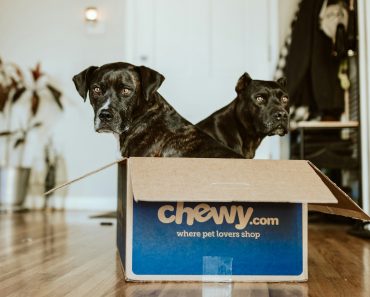 black short coated dog in blue and brown wooden box