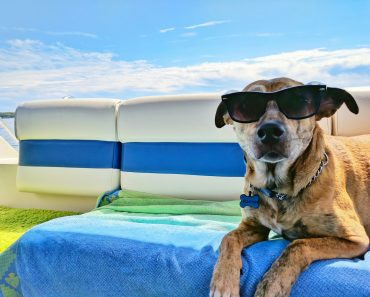 brown dog wearing sunglasses on blue textile