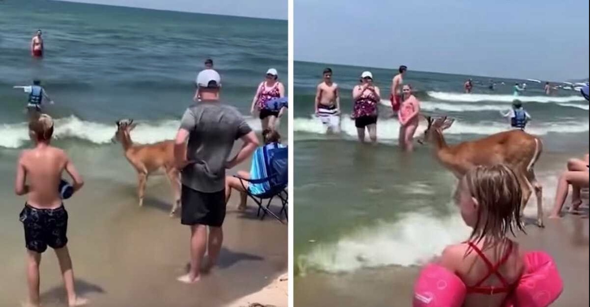 Hert verschijnt uit het bos om te genieten van een dag op het strand