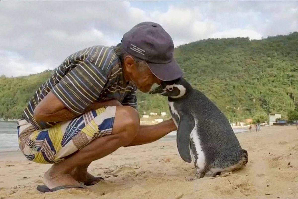 Pinguïn zwemt elk jaar 8000 km om zijn redder terug te zien