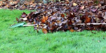 Waarom je gevallen bladeren in de tuin beter kan laten liggen