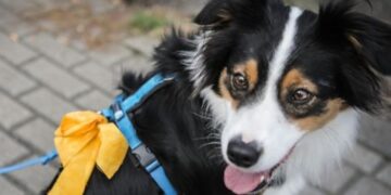 Zie je een geel lintje aan een hondenriem, let dan goed op