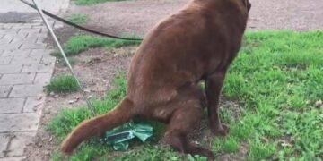 Let op: zóveel kost het als je je hond uitlaat zonder zakje. Handhavers pakken streng aan!