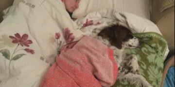 Ze slapen op de bank om hun oude hond niet alleen te laten