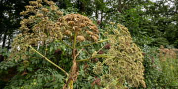 Let op: dit is waarom uitgebloeide reuzenberenklauw zo gevaarlijk is om aan te raken