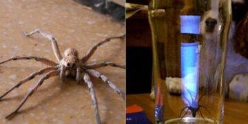 Om deze reden zijn er in de herfst zoveel meer spinnen in huis