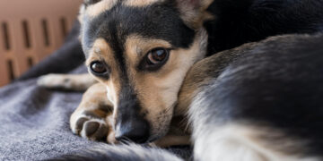 Zo voelt de hond zich minder eenzaam als hij alleen thuis is