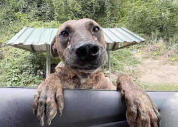 Huilende hond doet laatste poging om gered te worden