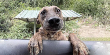 Huilende hond doet laatste poging om gered te worden