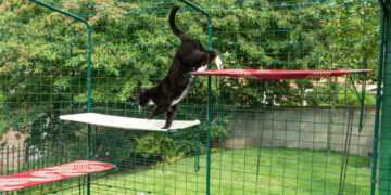 Lidia (47): “Katten moeten binnen blijven. Of een kattenren moet verplicht zijn voor buitenkatten!”