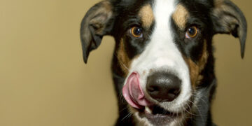 Dit is wanneer jouw hond of kat overgewicht heeft!