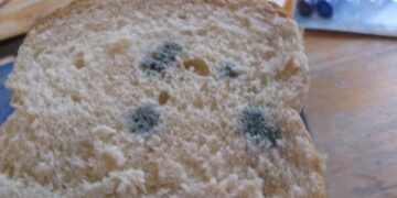 Per ongeluk schimmel gegeten? Doe dit dan direct