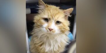 Kat loopt 20 km terug naar gezin die hem achtergelaten heeft, maar zij willen hem niet meer…