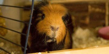 Iris (34): ”Kreeg een Tikkie van €150 omdat ze een week op m’n cavia had gepast.”
