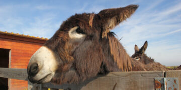 Tijd voor een huisdieren? Deze 7 bijzondere huisdieren mogen gewoon nog…