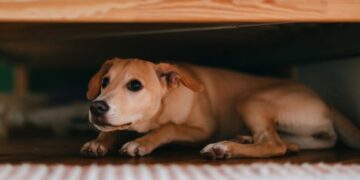 Onderzoek: knallend vuurwerk zorgt voor deze langdurige gevolgen bij huisdieren