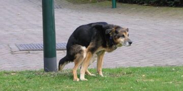 Perst je hond of kat tijdens plassen of poepen? Kom meteen in actie!