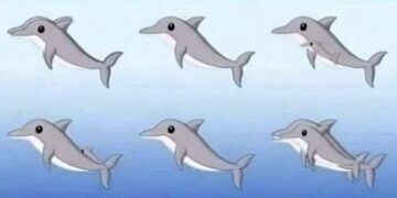 Niemand lijkt te weten hoeveel dolfijnen er op deze foto te spotten zijn