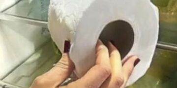Waarom je een rol toiletpapier in de koelkast zou moeten leggen