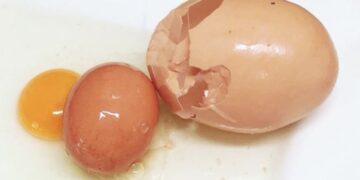 Boer vindt reuzenei: wat erin zat, verbaasde iedereen