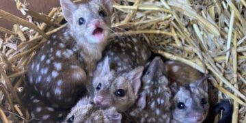 Verrassing in nest: Vreemde stekelige wezens zorgen voor grote verbazing