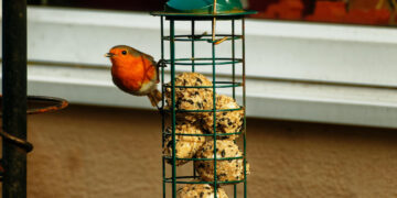 Vetbollen voor vogels in de tuin? Haal ze vandaag nog weg!