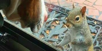 Eekhoorn komt elke dag langs bij gezin: 8 jaar later beseffen ze wat ze hen probeerde te tonen