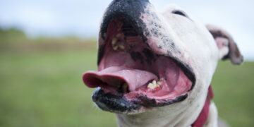 Heeft jouw hond een slechte adem? Doe doe je er tegen!