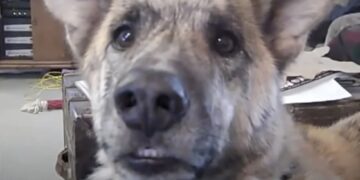 Baasje vertelt dat hij de laatste snackies aan de kat heeft gegeven, dit is de hond zijn reactie…