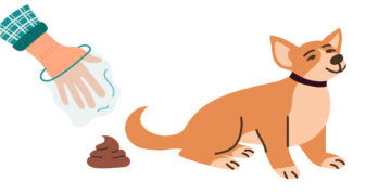 Hondenbelasting: dit is waar je het meest en het minst betaalt in 2025?