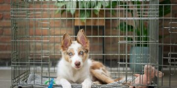 a brown and white dog inside of a cage
